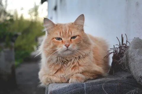 Рыжая мяу