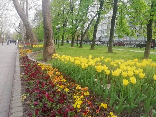 Центральная аллея Новороссийск. Юрга аллея тюльпаны. Краснодар аллея тюльпанов.