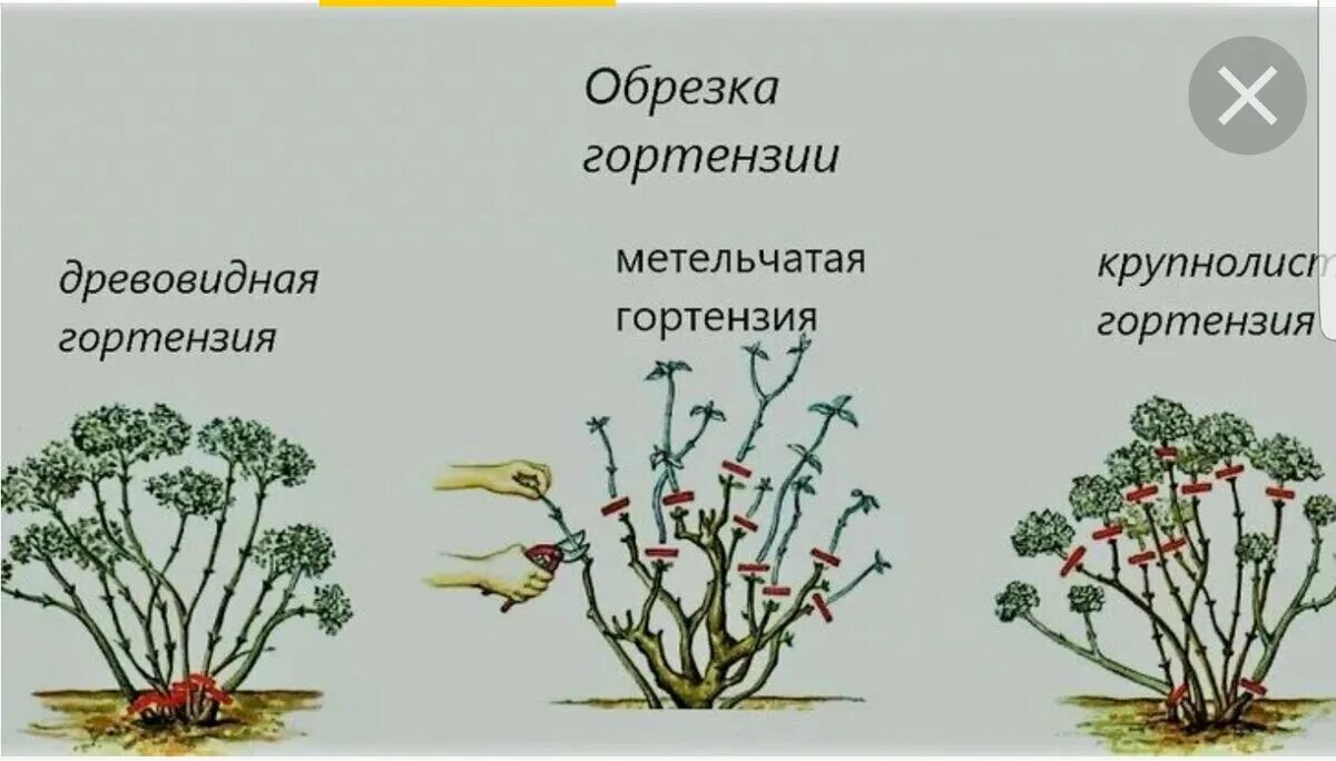 Как формировать гортензию метельчатую