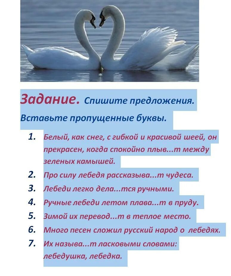 Стих про лебедя. Стихотворение лебединая верность. Стих белый лебедь. Статью про лебедей. Стих белый лебедь.