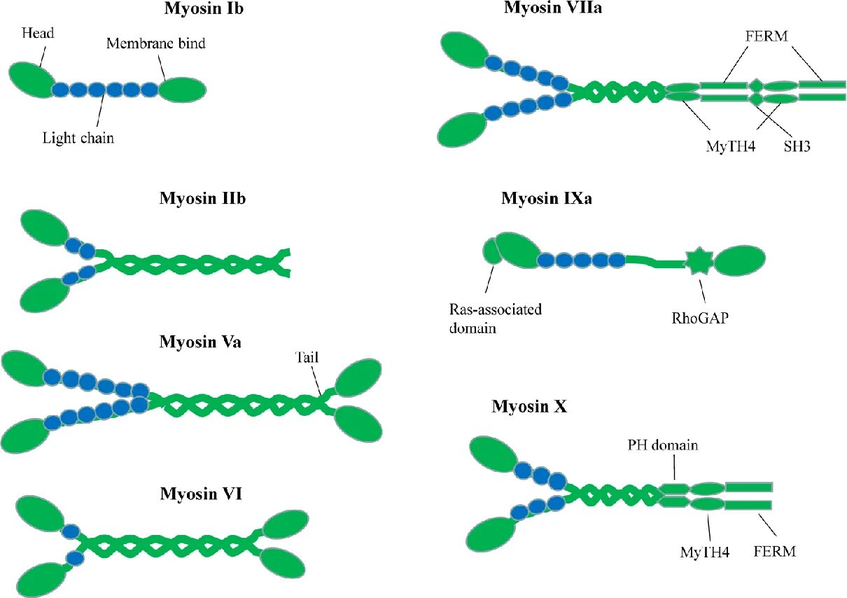 Белок миозин 2. Миозин II. Миозин II структура. Актин и миозин. Немышечный миозин.