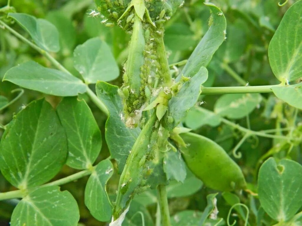 Тля Гороховая (Acyrthosiphon Pisum. Пероноспороз гороха. Гороховая тля повреждения. Пероноспороз чечевицы.