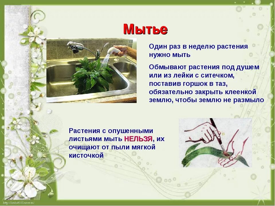 Как мыть цветы. Мытье растений. презентация мытье комнатных растений. правила мытья комнатных растений. растения для мыла презентация.