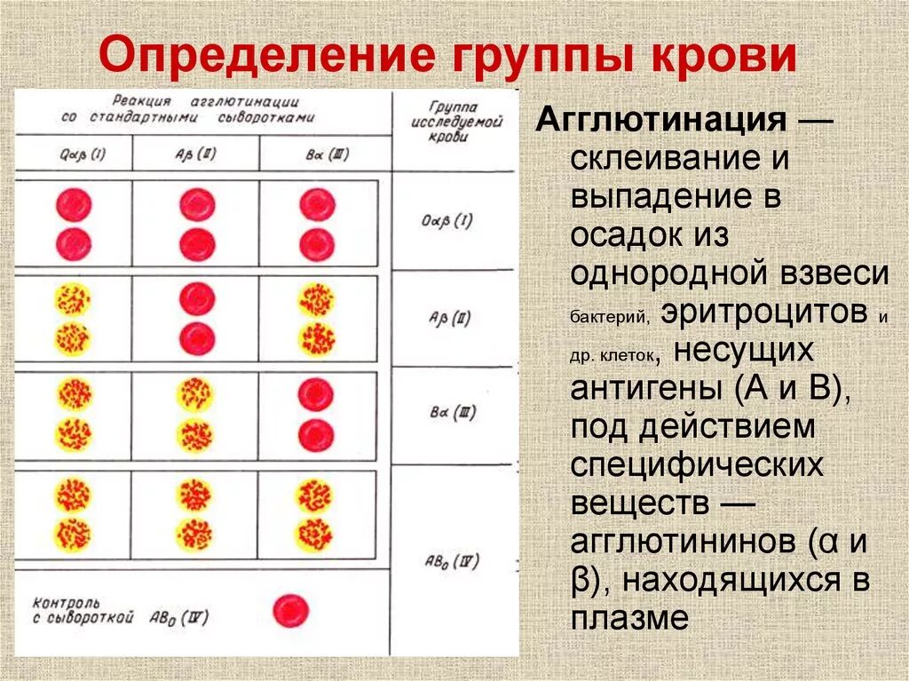 Группа крови определяет характер