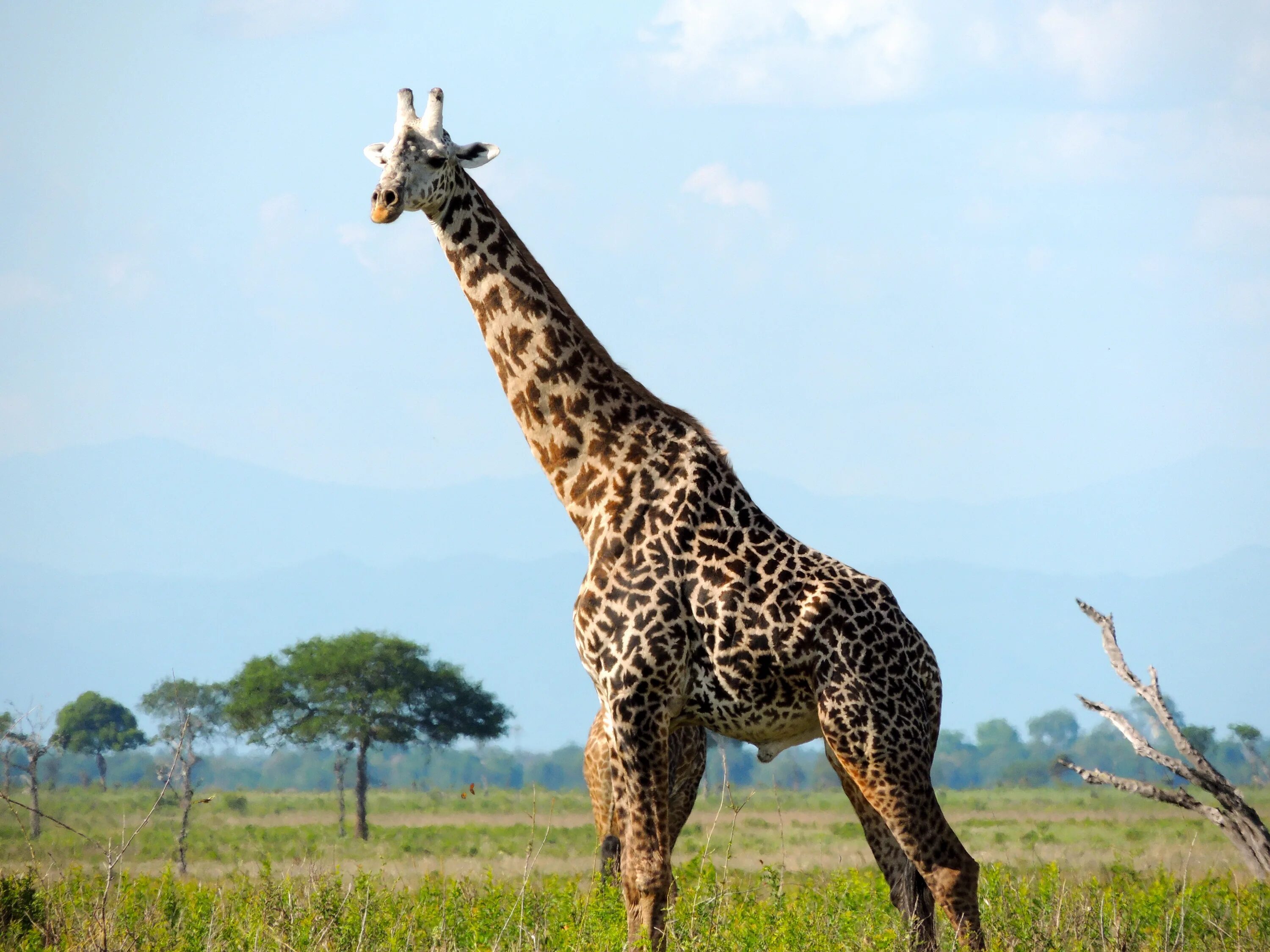 Масайский Жираф. Жирафы Серенгети. Нубийский Жираф. Ангольский Жираф (Giraffa camelopardalis angolensis).