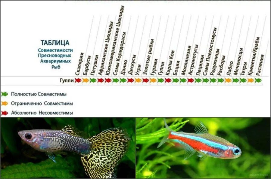 Рыбки уживающиеся с гуппи. Барбусы и данио совместимость. Совместимость гуппи аквариумных рыб. Гуппи рыбки совместимость с другими рыбками. Гуппи совместимость с другими рыбами в аквариуме.