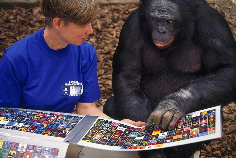 Представление ученые начинают звери умные. Шимпанзе бонобо Канзи. Шимпанзе бонобо Канзи с человеком. Карликовый шимпанзе Канзи.