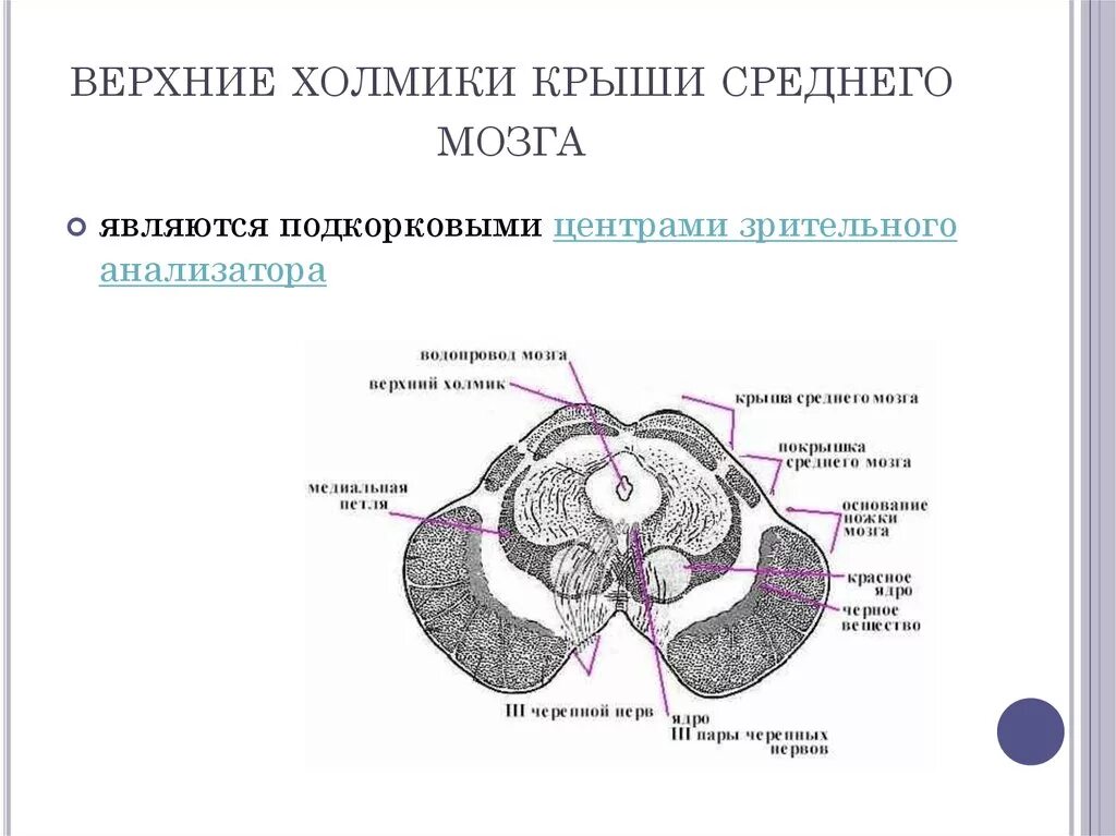 2 холмика. 2 холмика