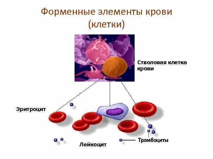 Зарисуйте эритроцит. Зарисуйте эритроцит