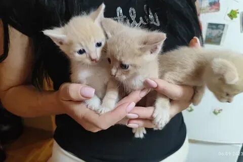 Отдают котенка 1 месяц