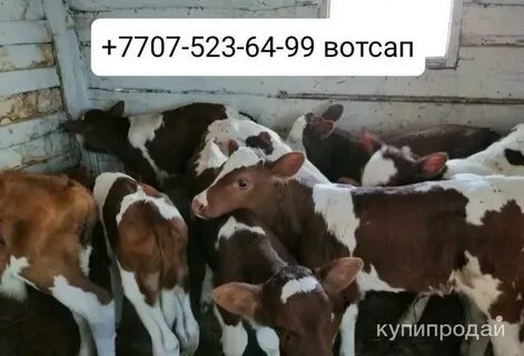 Бычки объявления