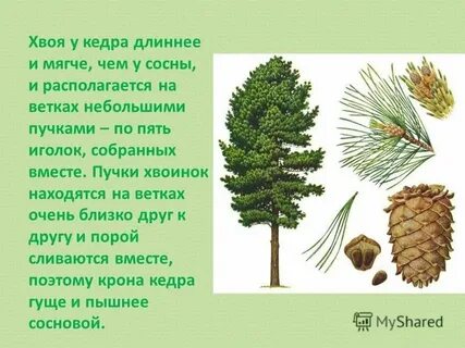 Количество хвоинок в пучке