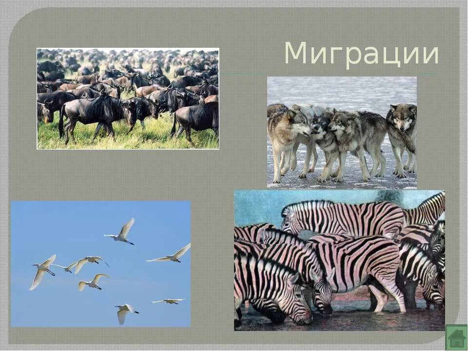 Сезонные изменения млекопитающих. Сезонные изменения млекопитающих. Адаптация организмов к сезонным изменениям в природе. Подготовка к зиме у млекопитающих. Подготовка к размножению у млекопитающих.