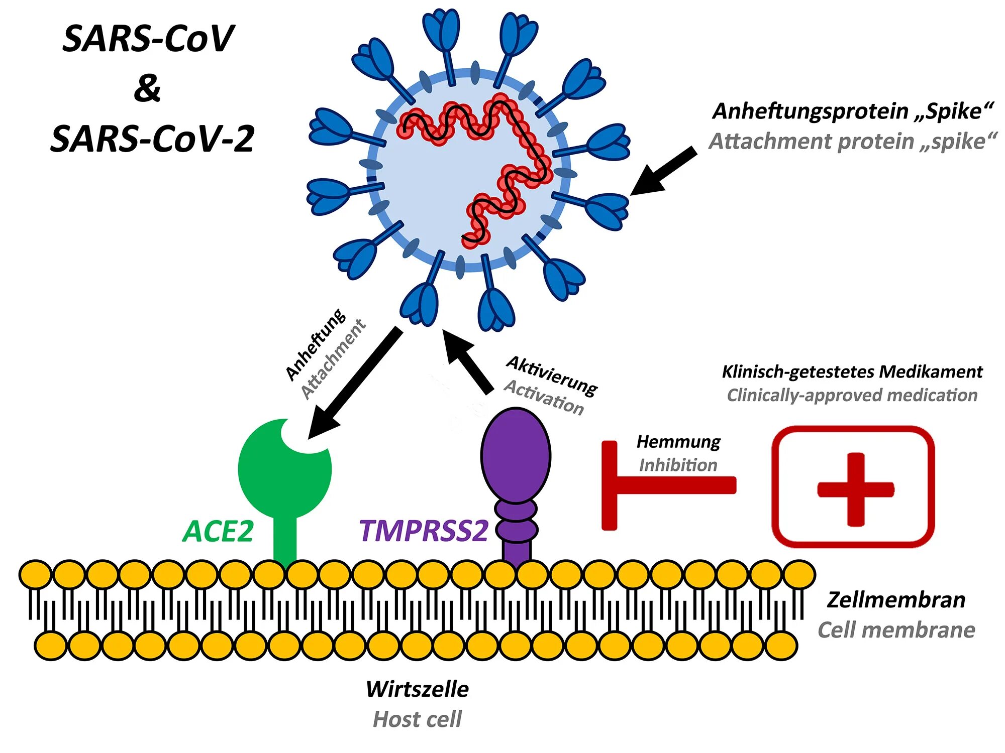 Ace 2 Рецептор коронавирус. Коронавирус строение Covid 19. Рецепторы клеток для SARS-cov-2. Строение вируса SARS-cov-2. Новый тип коронавируса