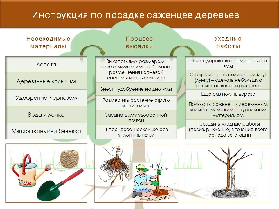 Порядок посадки дерева. Памятка о посадке деревьев и кустарников. Как посадить дерево. Инструкция по посадке плодового дерева.