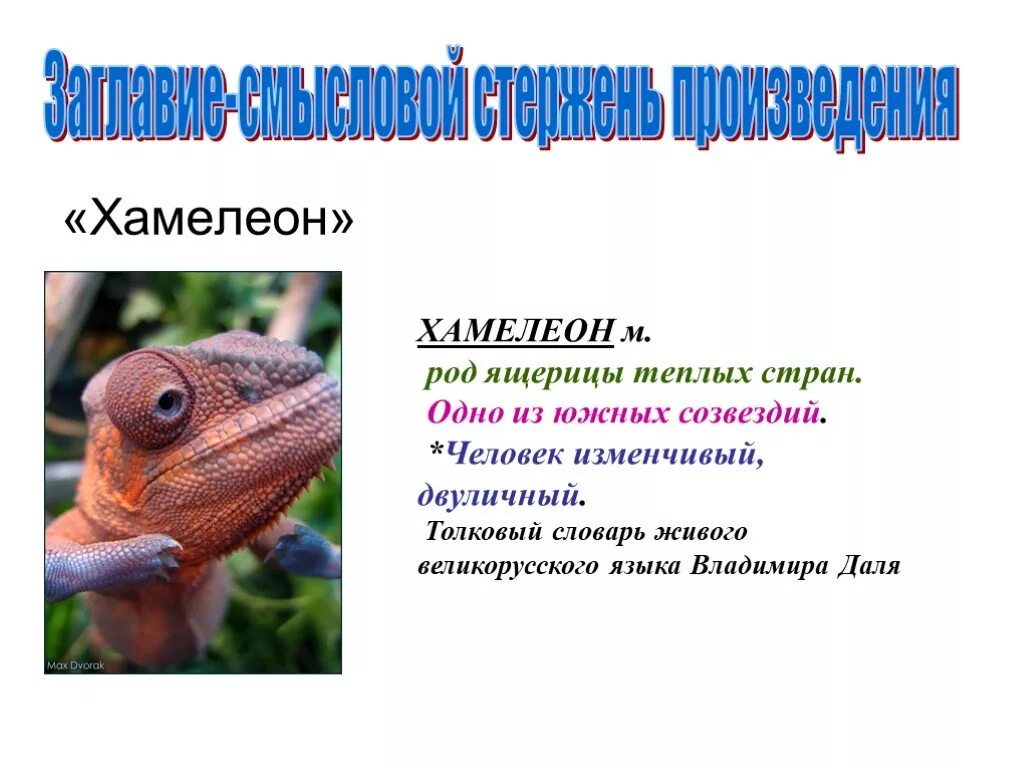 Хамелеон ответы на вопросы. Загадка про хамелеона. Загадка про хамелеона для детей. Загадка про хамелеона 1 класс. Хамелеон доклад.