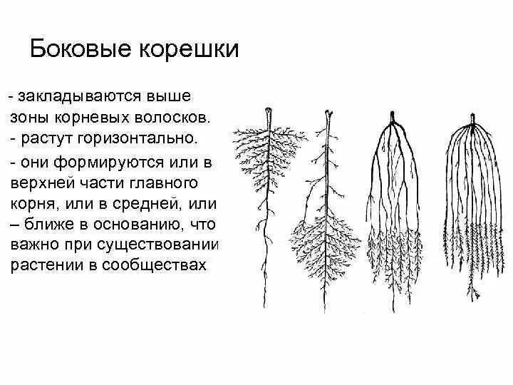 Какие корни у сосны. Ель обыкновенная корневая система. Корневая система ели обыкновенной схема. Ель строение корневой системы. Голубая ель корневая система.