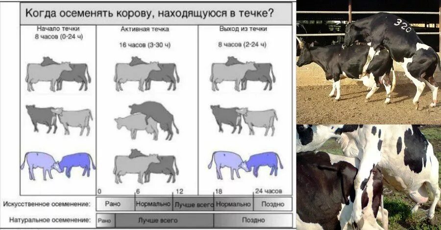 Можно ли считать крупный рогатый скот промежуточным. Искусственное осеменение крупного рогатого скота. Схема искусственного осеменения коров. Таблица осеменения коров. Таблица осеменения коров после охоты.