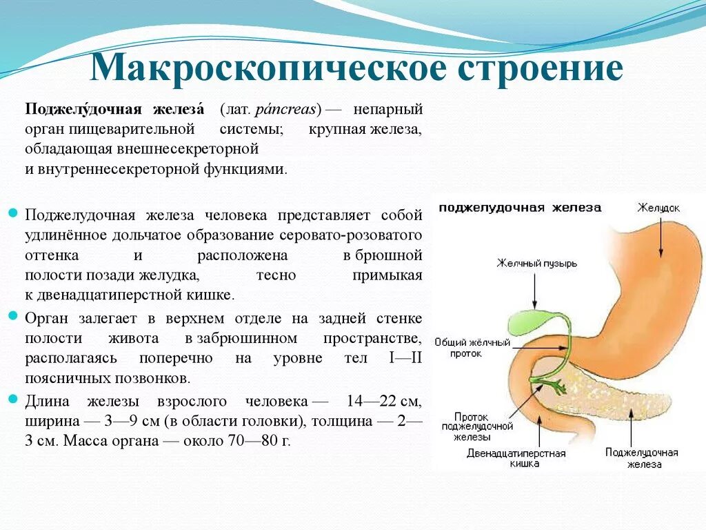 Описание строения поджелудочной железы. Строение стенки поджелудочной железы. Поджелудочная железа строение и функции. Поджелудочная железа строен. Секрет поджелудочной железы функции