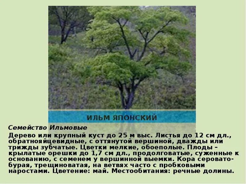 Айлант высочайший. Айлантус. Южное дерево семейства ильмовых кроссворд 7 букв. Дерево с непарноперистыми листьями. Дерево семейства ильмовых.
