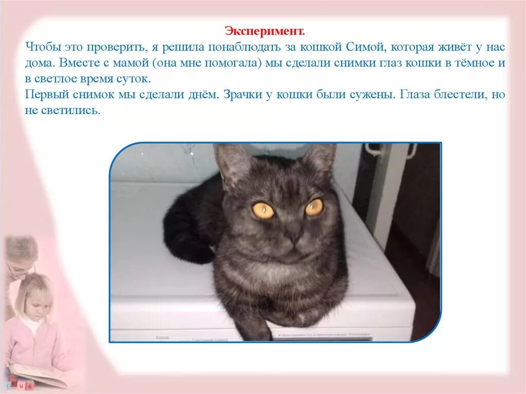 Проект "Мой домашний питомец - кошка"