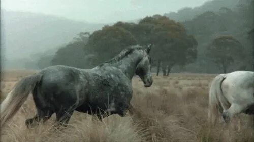 Лошадь gif. Гифы лошади. Horse gif. Лошадь гифка. Влюбленные лошади.