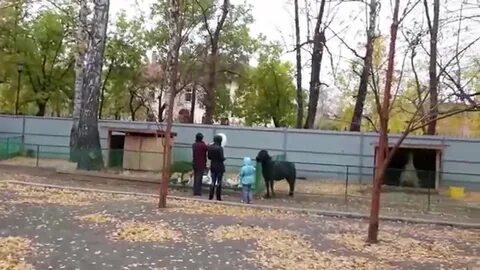 Зоопарк березовая роща новосибирск