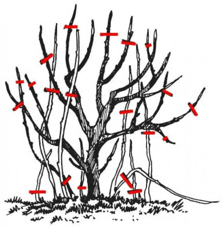 Обрезают ли крыжовник. Обрезка смородины осенью схема. Обрезка чёрной смородины осенью схема. Обрезка смородины весной. Схема обрезки смородины осенью.