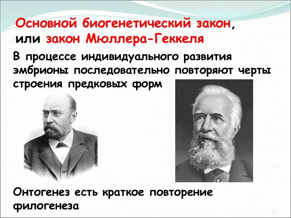 Приведите формулировку биогенетического закона кто является автором
