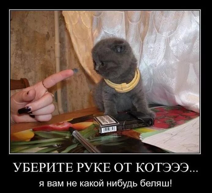 Убери руки 1. 69 демотиватор. котэо. картинка бобра. картинка убери руки.