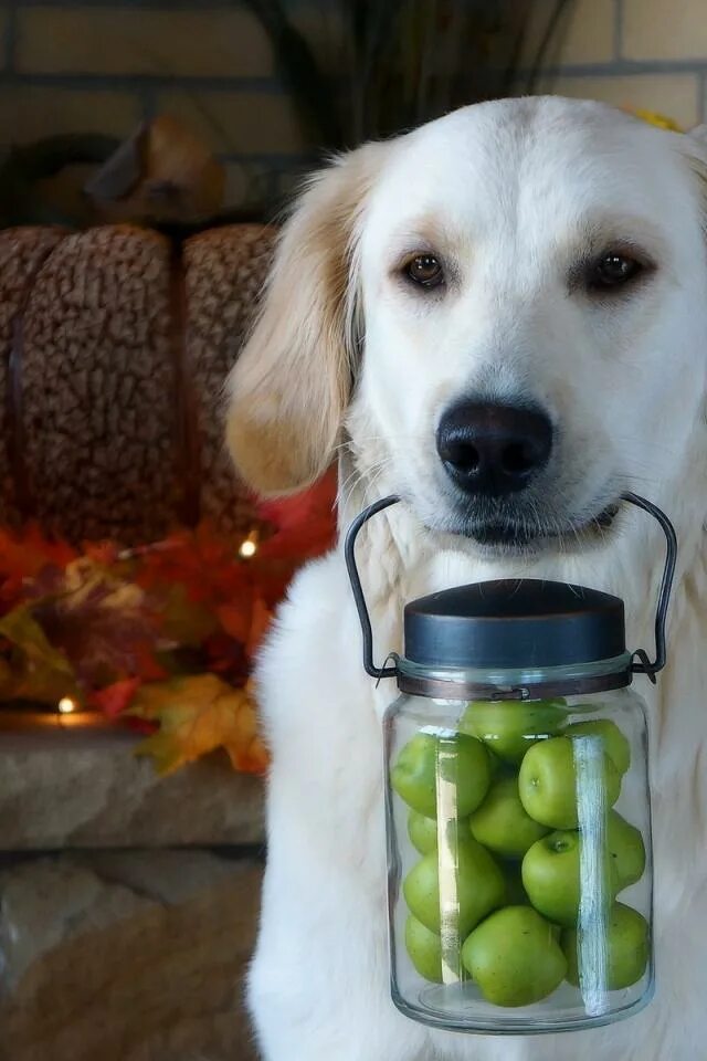 Яблочная собака. Собака с яблоком. Лабрадор с яблоком. Собака ест яблоко. Можно собакам яблоки свежие