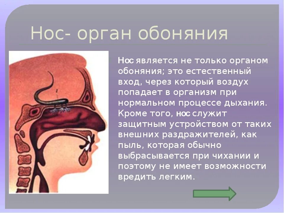 Ковид нюх. Органы чувств обоняние. Органы чувств нос. Нос орган обоняния. Доклад орган чувств нос.