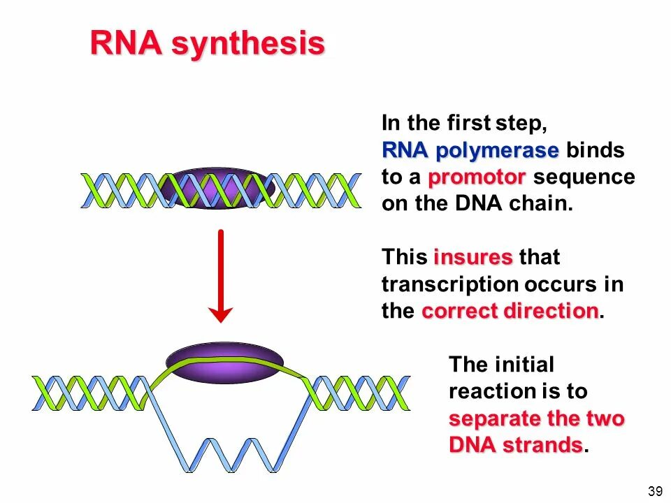 Am synthesis. RNA Synthesis. (. RNA polymerase т7. Синтез РНК. RNA Synthesis Merck.