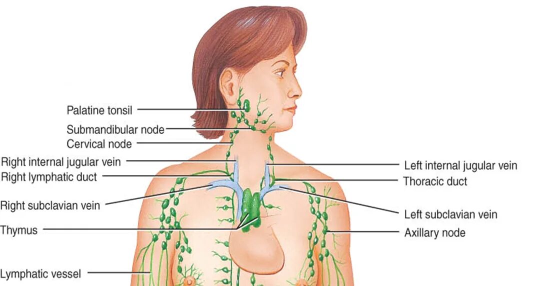 Лимфоузел в легком причина. Лимфоузлы между ребрами расположение. Места расположения лимфоузлов. Расположение лимфоузлов на плечах. Лимфоузлы у человека.