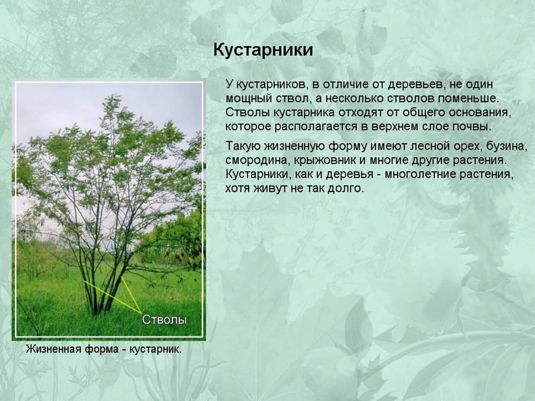 Значение слова кустарник. Деревья и кустарники. стебли кустарников. кустарник биология. описание кустарника.