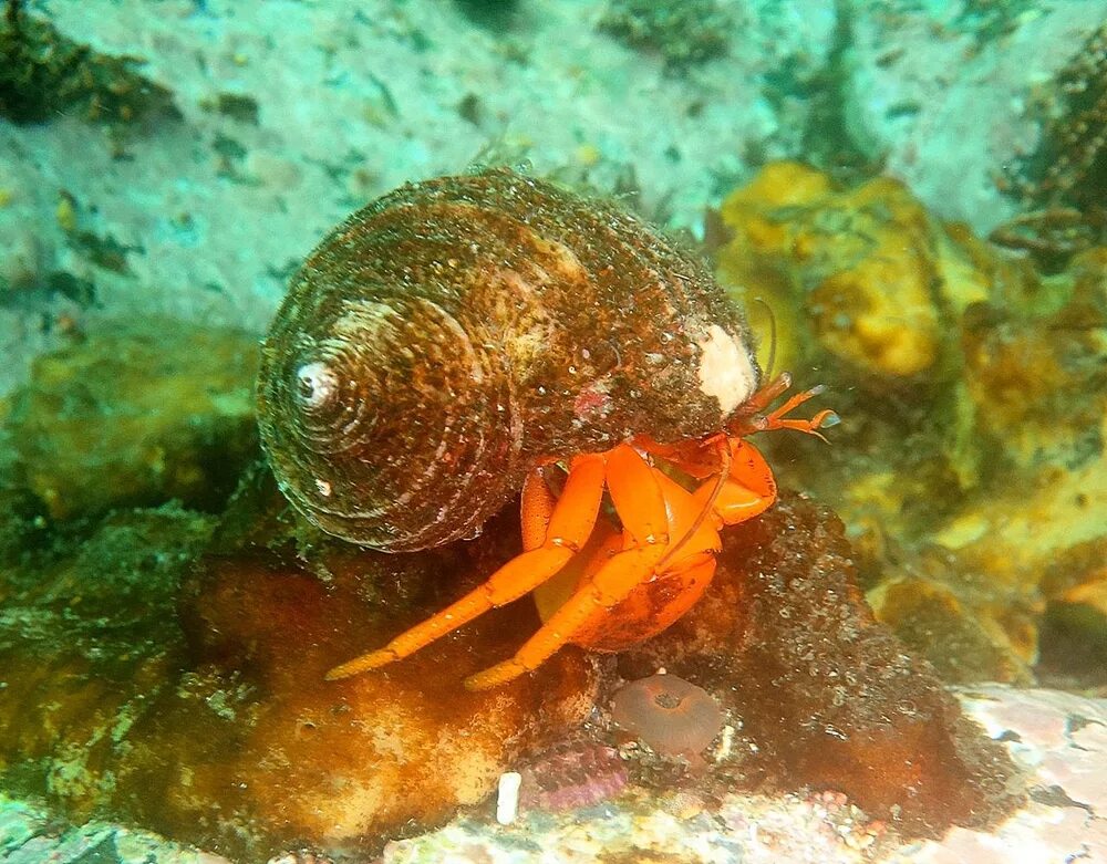 Ракообразные в море. Ракотшельнтк камчатка. морские ракообразные. рачки моллюски. раки-отшельники.