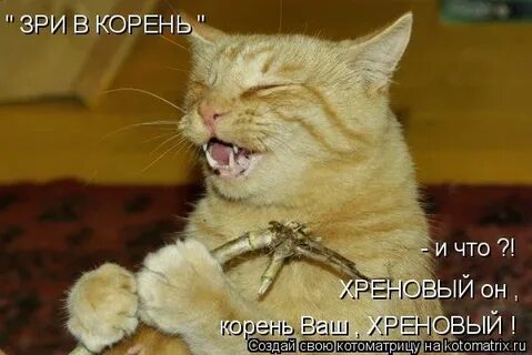 Я вижу что собрано в тебе