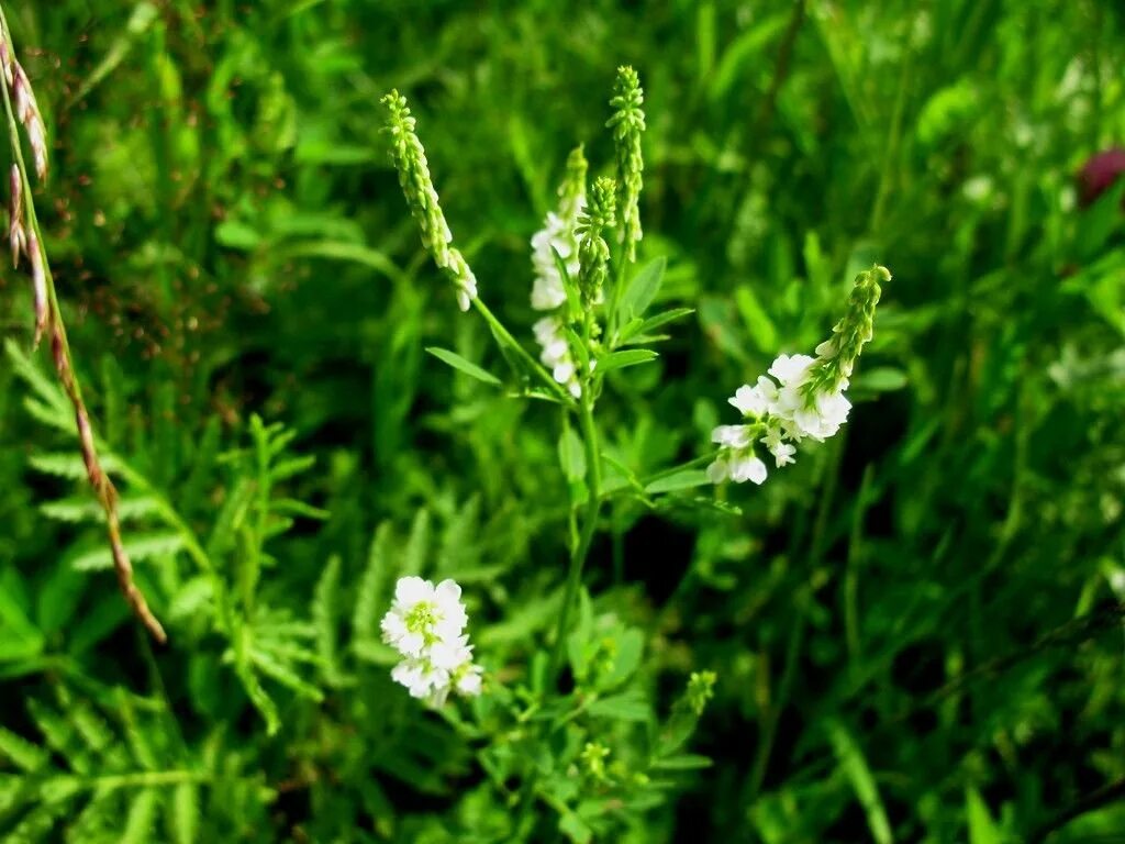Как выглядит цветок донник белый White Melilot (melilotus Albus) 024