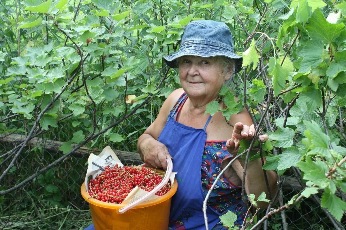 Домашнее хозяйство пенсионерки. Бабушка в огороде. Бабки в огороде. Бабушка с урожаем. Бабка на огороде на грядке.