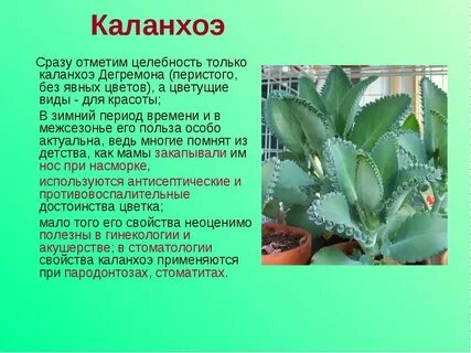 Что лечит каланхоэ