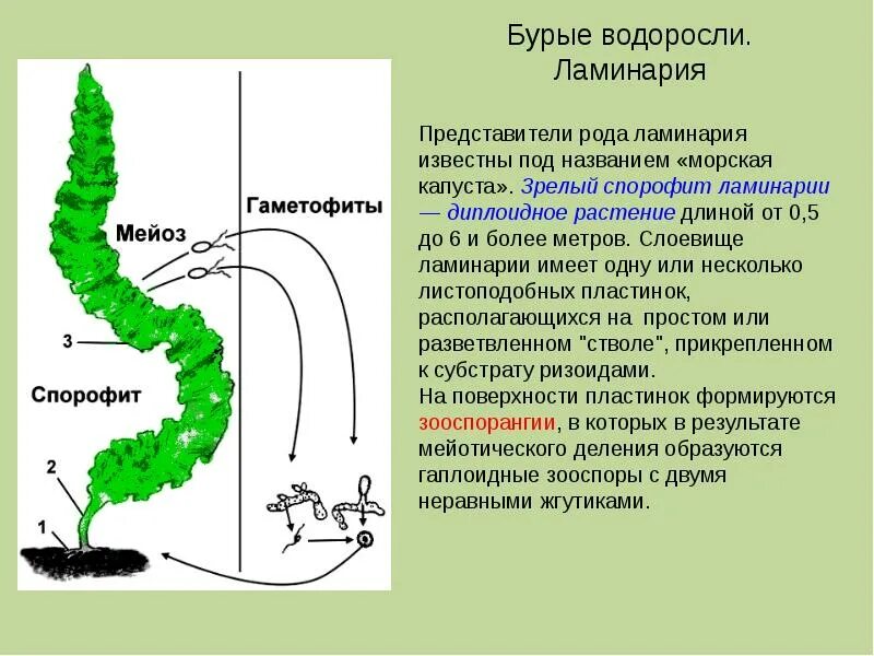 Чем представлен спорофит у водорослей. Строение водоросли ламинарии. Строение таллома водорослей. Строение слоевища бурых водорослей. Гаметофит ламинарии.