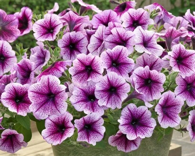 Опера суприм парпл вейн. Опера суприм парпл вейн. Петуния fanfare purple. Петуния парпл вейн биотехника. Петуния ray purple vein.