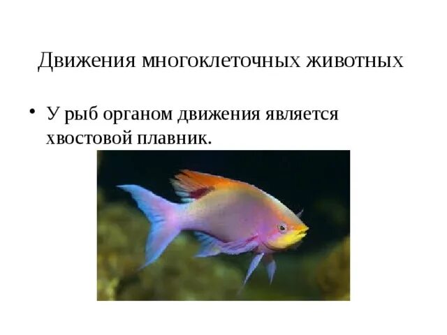 Значение передвижения рыб. Органы передвижения водных животных. органы передвижения рыб. органы передвижения аквариумная рыбка. характеристика органов передвижения у рыб.