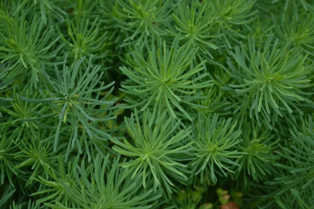молочай кипарисовый елочка. аспарагус перистый. растение похожее на елочку. молочай кипарисовидный. молочай кипарисовый семена.