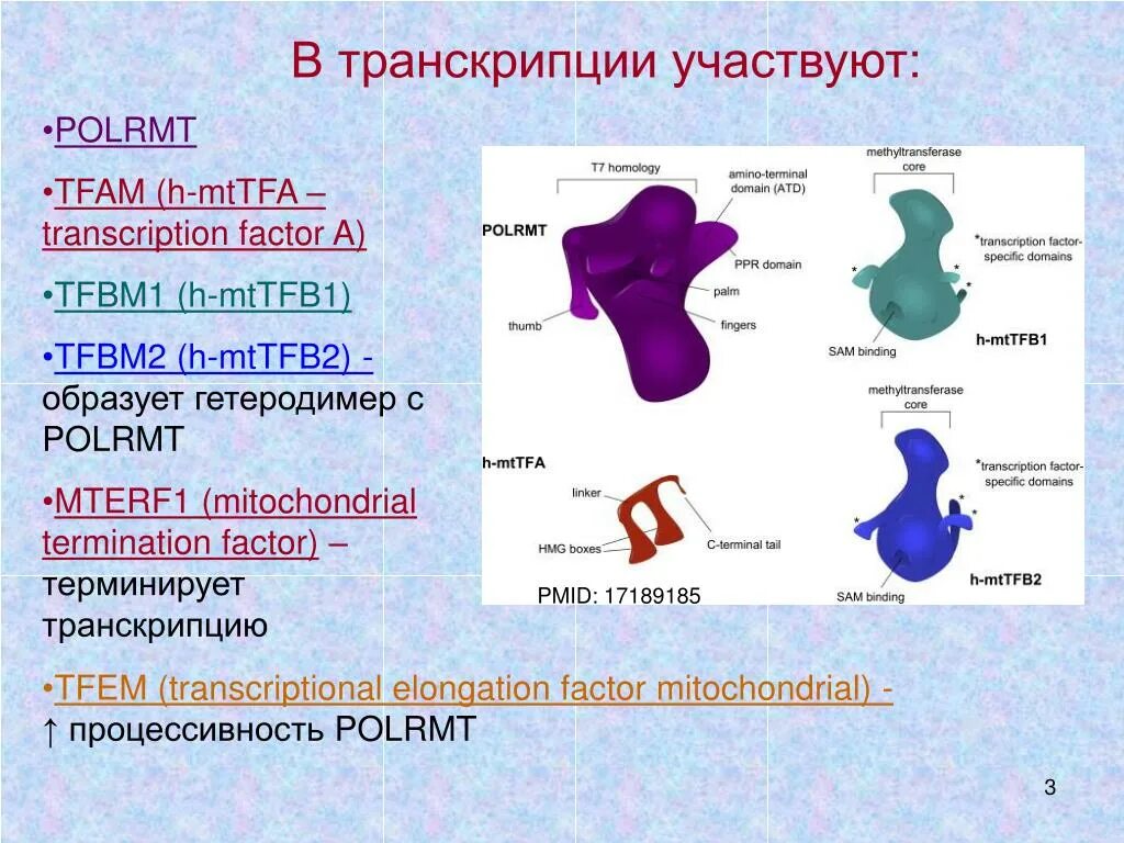 Транскрипция. Кто участвует в транскрипции. В транскрипции не участвуют. Молекулы участвующие в процессе транскрипции.