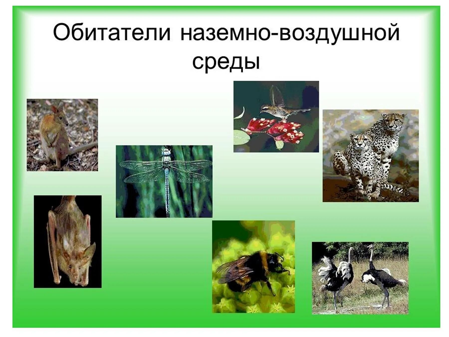 Кто живет в наземной среде. Воздушно-наземная среда обитания. Наземно-воздушная среда обитания примеры. Обитатели наземно-воздушной среды обитания. Представители наземно-воздушной среды обитания.