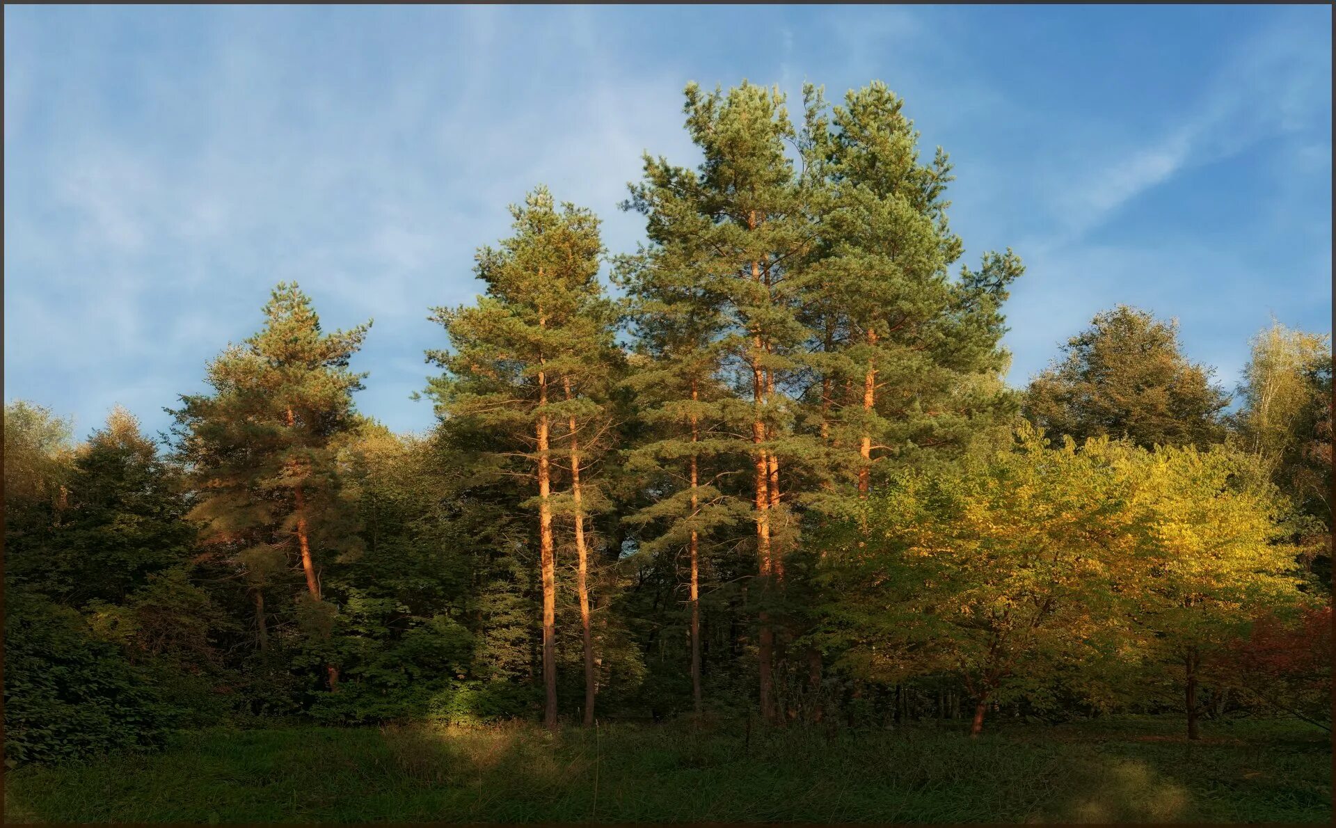 Сосновый бор опушка. Прогулка в сосновом лесу. Сосновая опушка. Сабаево сосновый лес. Опушка псковской области.