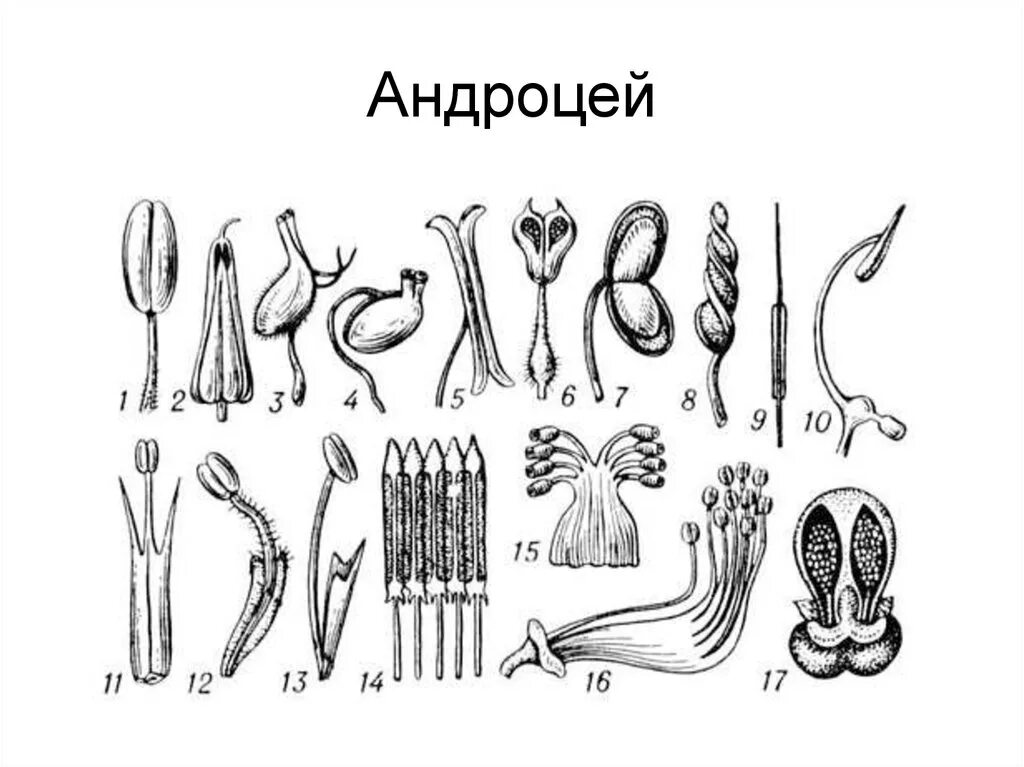 Андроцей. Андроцей и гинецей. многобратственный андроцей. андроцей строение тычинки. строение андроцея.