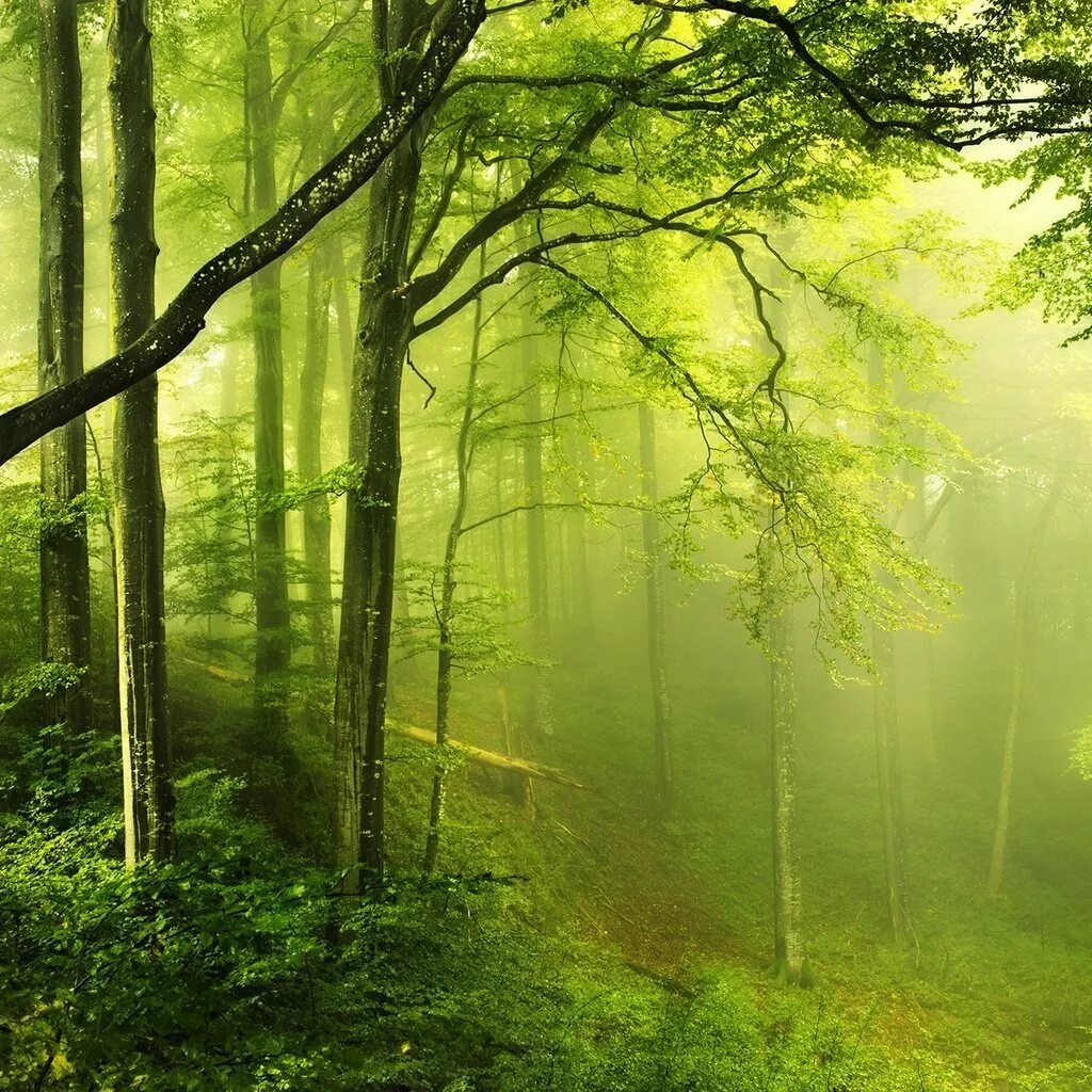 Фоны для смартфона вертикальные. Красивый лес. красивые леса. природа вертикальные. лес фон.