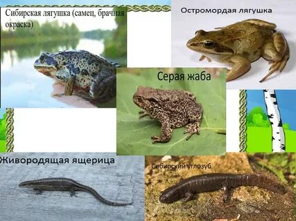 Сквер сибирских лягушек